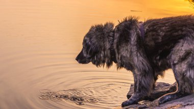 Caucasian shepherd dog while walking on a walk in cabbage grass at sunset