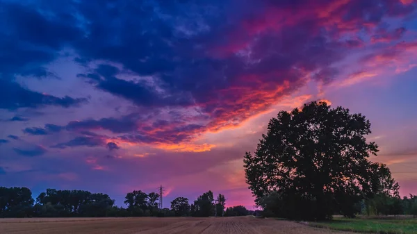 Egyedül egy nagy fa a réten naplementekor. — Stock Fotó