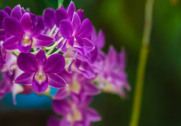 Krásná orchidej kytice na kvetou nádherně. — Stock fotografie