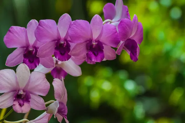 Krásná orchidej kytice na kvetou nádherně. — Stock fotografie