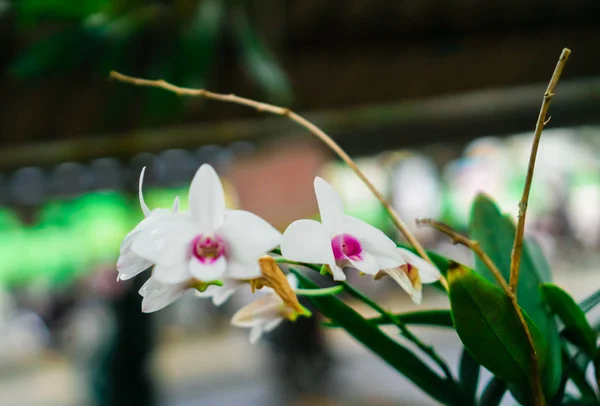 La hermosa flor y algunos no son bonitos al aire libre . — Foto de Stock