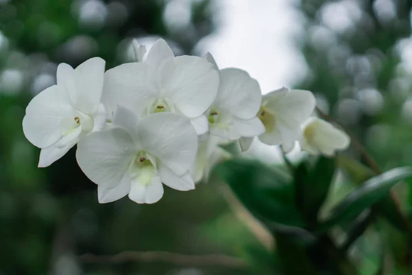 Las hermosas y coloridas flores están en el jardín . —  Fotos de Stock