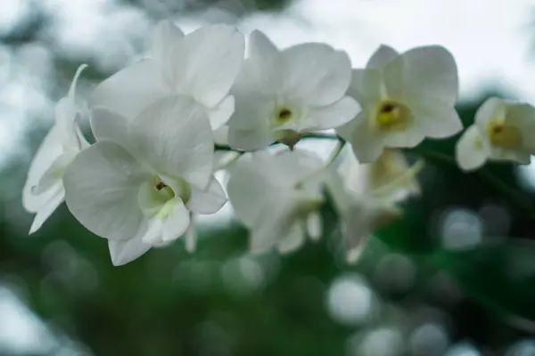 Nádherné a pestré květy jsou v zahradě. — Stock fotografie