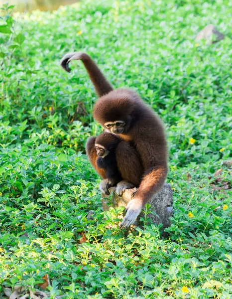 Le singe nourrissant le singe dans la forêt verte . — Photo