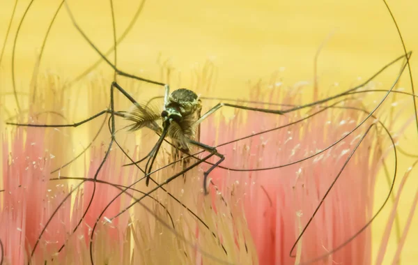 Mosquito en zwarte haren is een mooie macro-opname. — Stockfoto