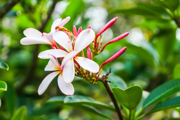 粉色和白色的花在早晨的花园里盛开 — 图库照片