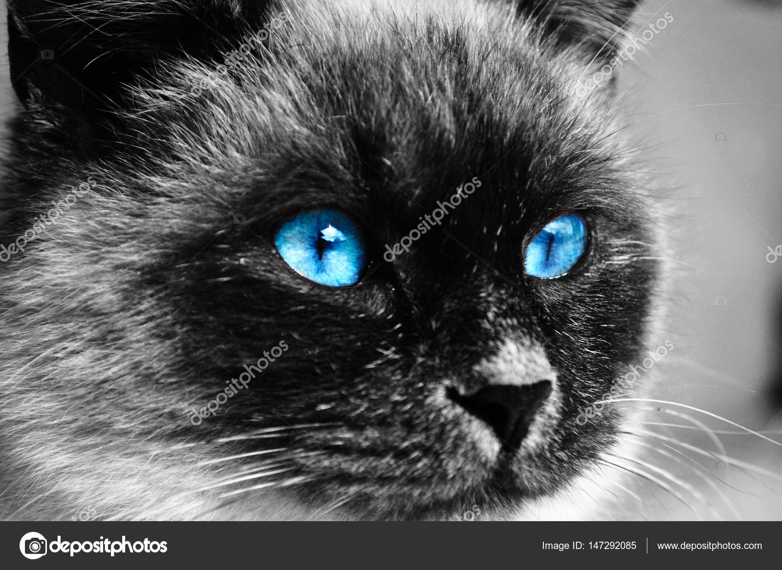 Black And White Cat With Blue Eyes Stock Photo Bushko