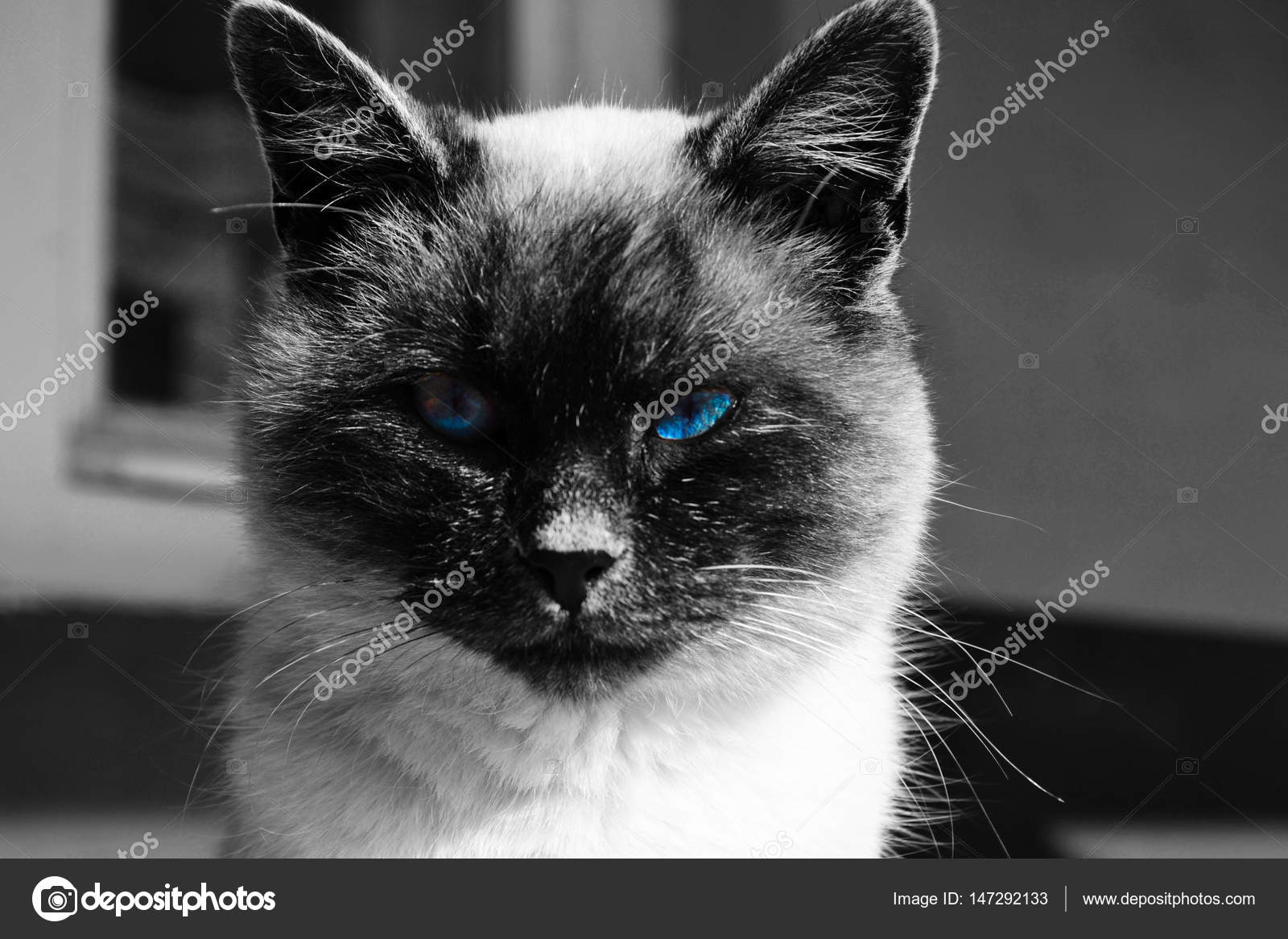 The Worlds Best Photos Of Chats And Yeux Flickr Hive Mind