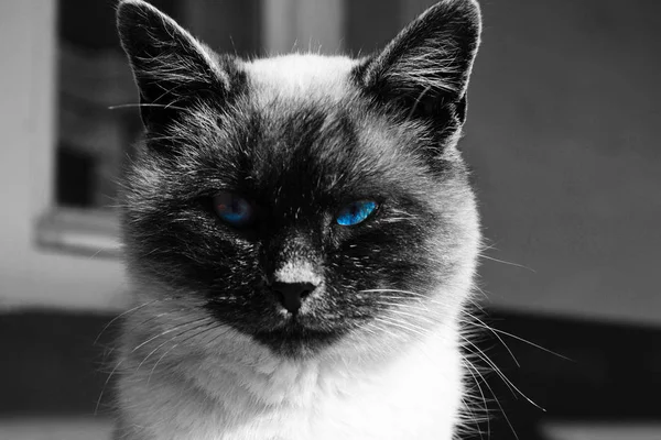 Schwarz-weiße Katze mit blauen Augen — Stockfoto
