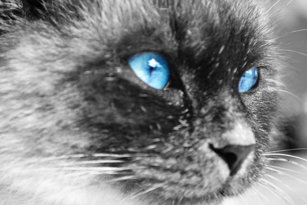 Černá a bílá kočka s modrýma očima — Stock fotografie
