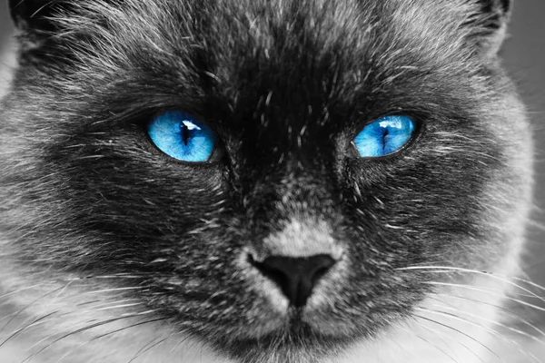 Gatto bianco e nero con occhi azzurri — Foto Stock