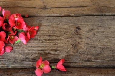 Ahşap eski bir masada güzel çiçekler