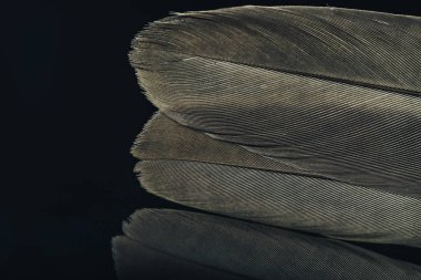 Güzel Kuş tüyünü siyah arkaplan dokusuna yakın tut. Makro fotoğrafçılık görünümü. 