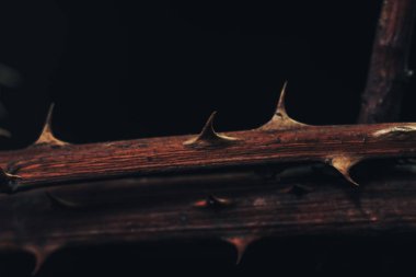 Koyu bir arka plandaki güzel dikenleri kapatın. Makro fotoğrafçılık görünümü.