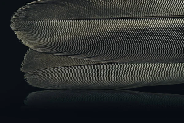 在黑色背景纹理上把美丽的鸟毛贴合在一起 宏观摄影视图 — 图库照片