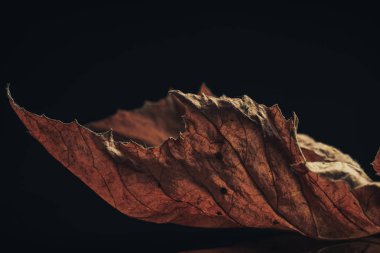 Güzel bir sonbahar yaprağını siyah bir arkaplan dokusunda kapat. 