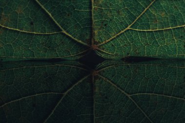 Güzel yeşil yaprağı kapat ve siyah arkaplan dokusuna yansıt. Makro fotoğrafçılık görünümü.
