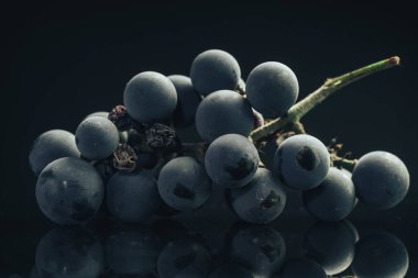 Güzel mavi, ıslak Isabella üzümlerini kapat..