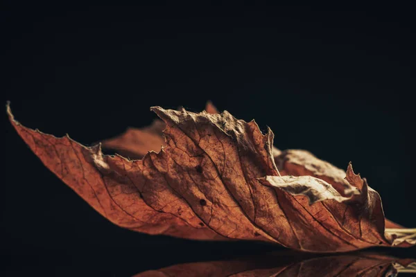 Nahaufnahme Schönes Herbstblatt Auf Schwarzem Hintergrund — Stockfoto