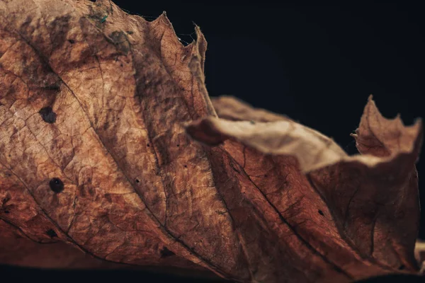 Κοντινό Πλάνο Όμορφο Φύλλο Του Φθινοπώρου Μαύρο Φόντο Υφή Μακροσκοπική — Φωτογραφία Αρχείου