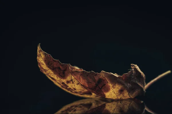 Close Beautiful Autumn Leaf Black Background Texture — Stock Photo, Image