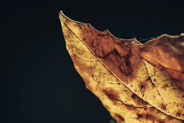 Fermer Belle Feuille Automne Sur Une Texture Fond Noir Macro — Photo