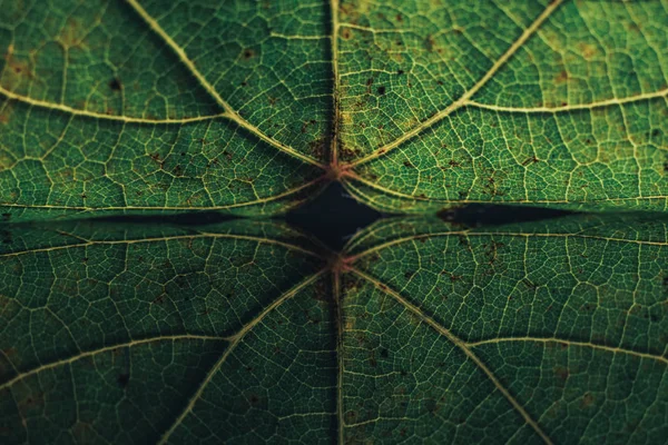 Güzel Yeşil Yaprağı Kapat Siyah Arkaplan Dokusuna Yansıt Makro Fotoğrafçılık — Stok fotoğraf