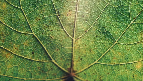 Feche Bela Folha Verde Reflita Sobre Uma Textura Fundo Preta — Fotografia de Stock