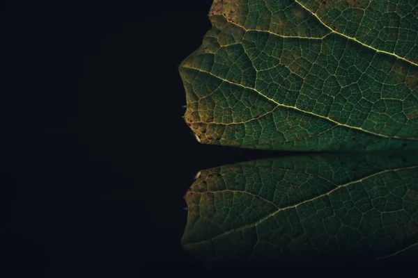 Close up beautiful green leaf and reflection on a  black background texture.  Macro photography view.