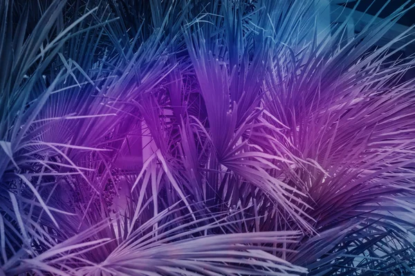 Mooi Abstract Surrealistisch Landschap Palmboom Ruimte Kosmos Collage Concept Hedendaagse — Stockfoto