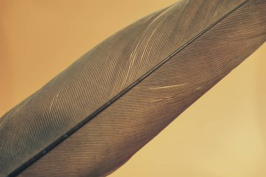 Close up Beautiful Bird feather on a yellow background texture. Macro photography view. 