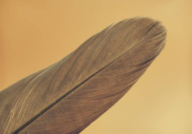 Close up Beautiful Bird feather on a yellow background texture. Macro photography view. 