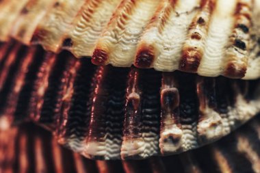Güzel deniz kabuklarını siyah arkaplan dokusuna yakın tut. Makro fotoğrafçılık görünümü. 