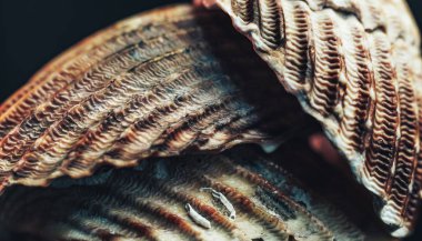 Güzel deniz kabuklarını siyah arkaplan dokusuna yakın tut. Makro fotoğrafçılık görünümü. 