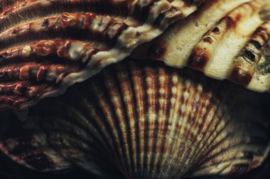 Güzel deniz kabuklarını siyah arkaplan dokusuna yakın tut. Makro fotoğrafçılık görünümü. 