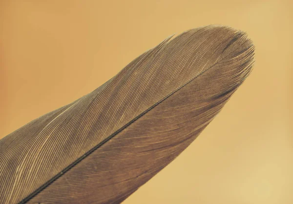 Nahaufnahme Schöne Vogelfeder Auf Einem Gelben Hintergrund Textur Makrofotografie — Stockfoto