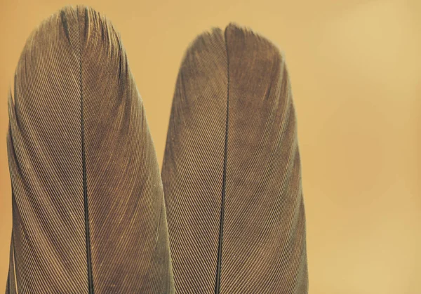 Close Beautiful Bird Feather Yellow Background Texture Macro Photography View — Stok fotoğraf