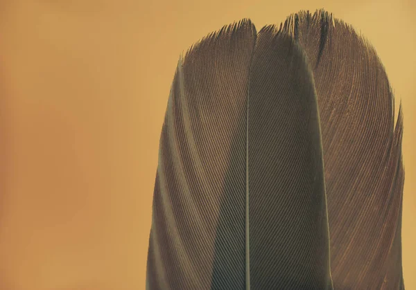 Nahaufnahme Schöne Vogelfeder Auf Einem Gelben Hintergrund Textur Makrofotografie — Stockfoto