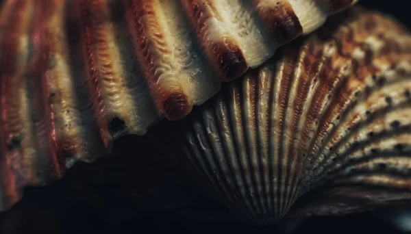 黒の背景色に美しい貝殻を閉じます マクロ写真ビュー — ストック写真
