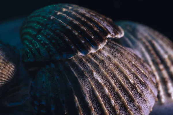 黒の背景色に美しい貝殻を閉じます マクロ写真ビュー — ストック写真