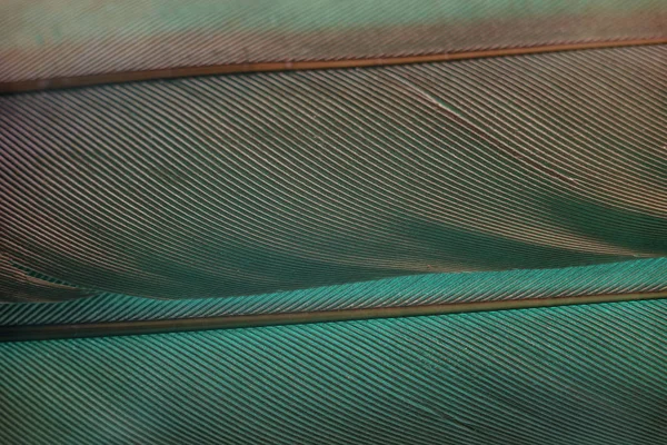 Vogelfeder Aus Nächster Nähe Mit Aqua Menthe Light Schöne Hintergrundtextur — Stockfoto