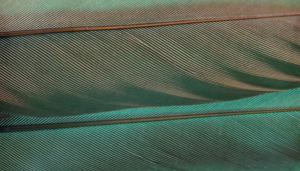Bezárni Madártollat Aqua Menthe Fényével Gyönyörű Háttér Textúra Makrofotózás Nézet — Stock Fotó
