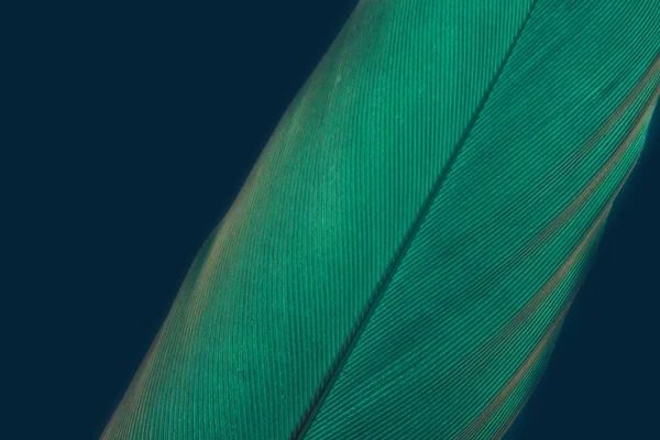 Close Mooie Groene Vogelveer Een Donkerblauwe Achtergrond Macro Fotografie Zicht — Stockfoto