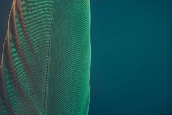 Cerrar Hermosa Pluma Pájaro Verde Sobre Una Textura Fondo Azul —  Fotos de Stock