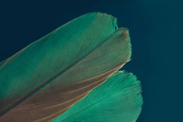 Close Krásné Zelené Ptačí Pírko Tmavomodrém Pozadí Textury Zobrazení Makro — Stock fotografie