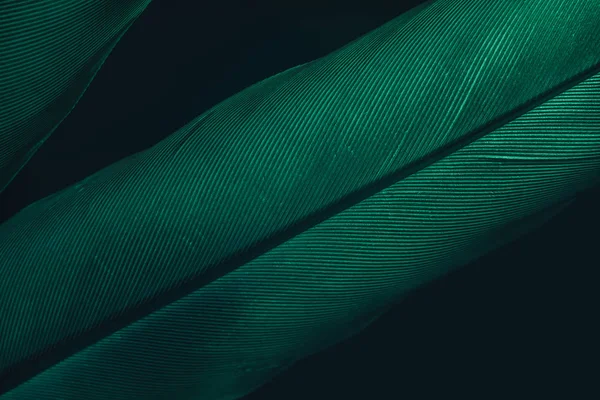 Крупним Планом Гарне Пір Зеленого Птаха Темному Фоні Текстури Перегляд — стокове фото