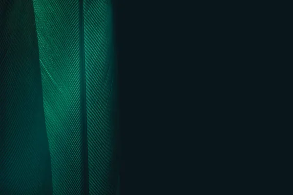 Закройте Зеленую Птицу Темном Фоне Текстурой Макрофотография — стоковое фото