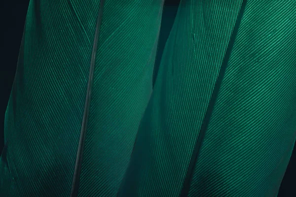 Cerrar Hermosa Pluma Pájaro Verde Sobre Una Textura Fondo Oscuro —  Fotos de Stock