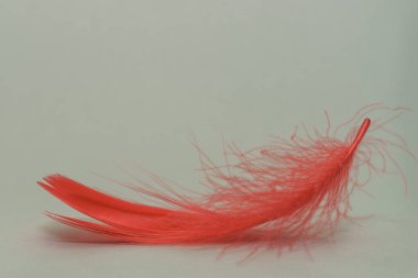 Güzel kırmızı trendleri kapatın kuş tüyü desenli arka plan. Makro fotoğrafçılık görünümü. 