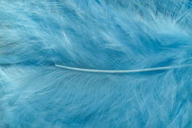 Güzel mavi trendleri kapatın kuş tüyü desenli arka plan. Makro fotoğrafçılık görünümü. 